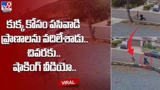 Viral: గుర్రంపై ఎక్కి స్వారీ చేస్తున్న మేక పిల్ల.. వైరలవుతున్న వీడియో