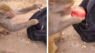 Viral: బైక్‌పై గ్యాస్ సిలిండర్.. తేడాగా వాలకం.. ఆపి చెక్ చేయగా పోలీసులు స్టన్.. లోపల