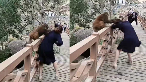 Viral Video: మహిళకు చుక్కలు చూపించిన వానరం.. జుట్టు పట్టుకుని లాగుతూ.. నెట్టింట్లో వైరల్ వీడియో