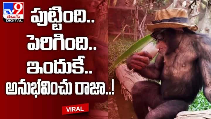 అనుభవించు రాజా.. పుట్టింది పెరిగింది ఇందుకే.. మనుషులకే అసూయ పుట్టిస్తున్న చింపాంజీ అనుభవించు రాజా.. పుట్టింది పెరిగింది ఇందుకే.. మనుషులకే అసూయ పుట్టిస్తున్న చింపాంజీ