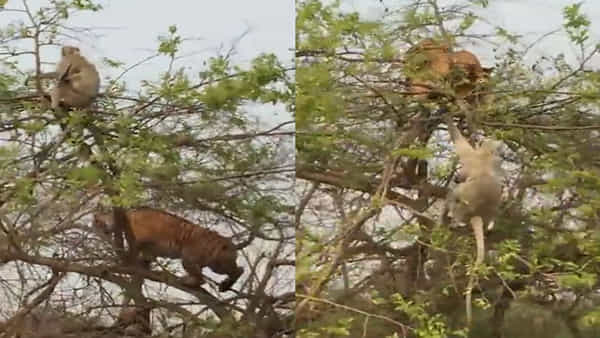 వేటాడబోయిన పులికి చుక్కలు చూపించిన వానరం.. కోతి చేష్టలతో ముప్పతిప్పలు పెట్టింది