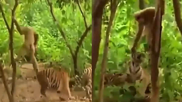Video Viral: అందుకే కోతి చేష్టలు అనేది.. చెట్టు కింద సేదతీరుతున్న పులులతో పరాచకాలు.. కట్ చేస్తే