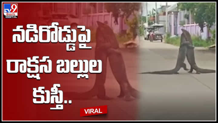 Monster lizard fight: నడిరోడ్డుపై రాక్షస బల్లుల కుస్తీ.. ఇంటర్నెట్ షేక్ చేస్తున్న అరుదైన వీడియో.. Monster lizard fight: నడిరోడ్డుపై రాక్షస బల్లుల కుస్తీ.. ఇంటర్నెట్ షేక్ చేస్తున్న అరుదైన వీడియో..