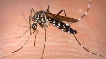 Mosquitoes: ఇంట్లో దోమల బెడదతో ఇబ్బందులు పడుతున్నారా..? ఈ చిట్కాలతో చక్కని పరిష్కారం..