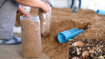 Mushroom compost Unit: పుట్టగొడుగులను పండించే రైతులకు సువర్ణావకాశం.. ఈ కంపోస్ట్‌ యూనిట్‌కు రూ.10 లక్షలు