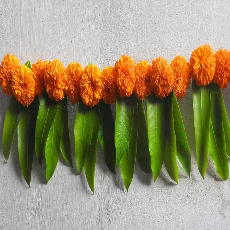 పూలు: పండుగల సీజన్లో ఇంటిని తాజా పువ్వులను ఉపయోగించి అందంగా అలంకరించవచ్చు. బంతి పువ్వు, మందార వంటి సీజనల్ పువ్వులను ఉపయోగించవచ్చు. దండను తయారు చేసి.. వాటిని అందంగా అలంకరించుకోవచ్చు. ఇవి ఇంటిని అందంగా మార్చడంతోపాటు సువాసన వెదజల్లేందుకు సహకరిస్తాయి.