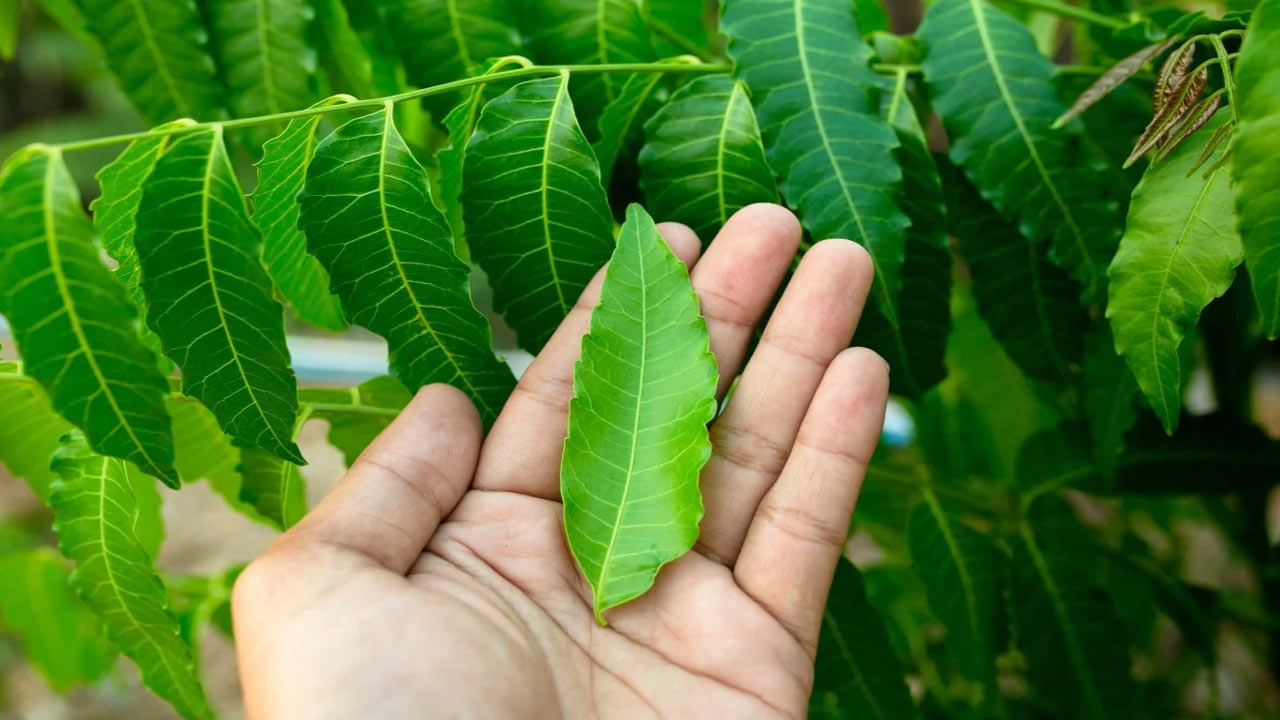 Neem tree health benefits వేప: ఆరోగ్య ప్రయోజనాలు, తప్పక తెలుసుకోవాల్సిన ఉపయోగాలు ..