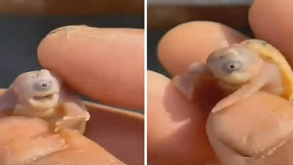 Baby Turtle: వామ్మో.. ఇదేంటి ఇలా ఉంది? వింత ఆకృతితో పుట్టిన తాబేలు.. విస్తుపోతున్న జనాలు