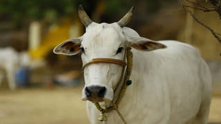 Viral video : ఓరి మీ దుంప తెగ మీరెక్కడ దొరికారురా.. క్లాస్ రూమ్‌లో అమ్మాయి అబ్బాయి కలిసి..