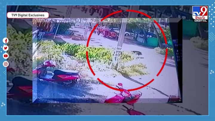 పంది తెచ్చిన ప్రమాదం.. అరక్షణంలో అంతా జరిగిపోయింది.. పంది తెచ్చిన ప్రమాదం.. అరక్షణంలో అంతా జరిగిపోయింది..