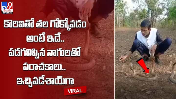 కొరివితో తల గోక్కోవడం అంటే ఇదే.. పడగవిప్పిన 3 నాగులతో పరాచకాలు.. ఇచ్చిపడేశాయ్గా కొరివితో తల గోక్కోవడం అంటే ఇదే.. పడగవిప్పిన 3 నాగులతో పరాచకాలు.. ఇచ్చిపడేశాయ్గా