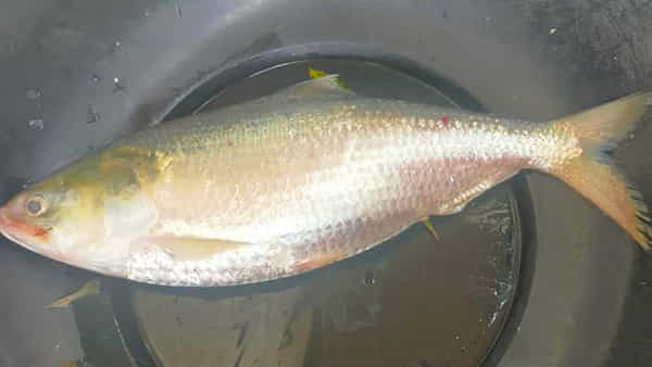 Pulasa Fish: రెండున్నర కేజీల పులస.. ఎంత ధర పలికిందో తెల్సా..? ఏంది సామి ఈ రేటు..?