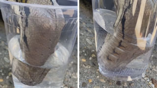 అనుభవించు రాజా.. పుట్టింది పెరిగింది ఇందుకే.. మనుషులకే అసూయ పుట్టిస్తున్న చింపాంజీ