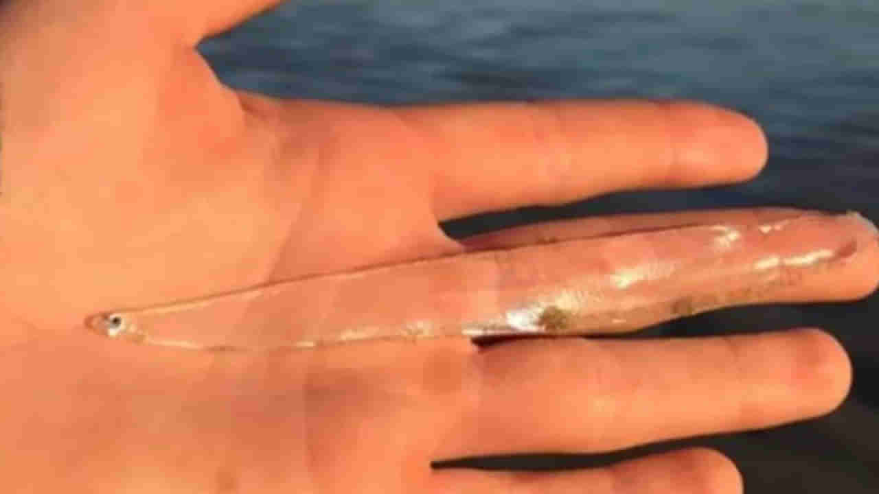 Strange Fish: సముద్రపు ఒడ్డున నడుస్తుండగా కనిపించింది చూసి ఆశ్చర్యానికి గురైన మహిళ...