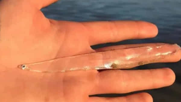Strange Fish: సముద్రపు ఒడ్డున నడుస్తుండగా కనిపించింది చూసి ఆశ్చర్యానికి గురైన మహిళ...