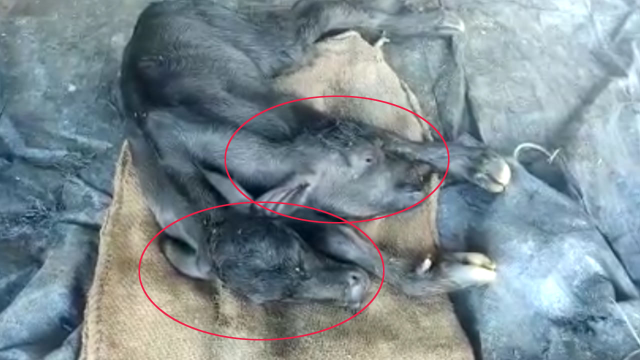 calf-born-with-2-heads-in-balayapalli-village-cuddapah-district-on-ganesh-chaturthi