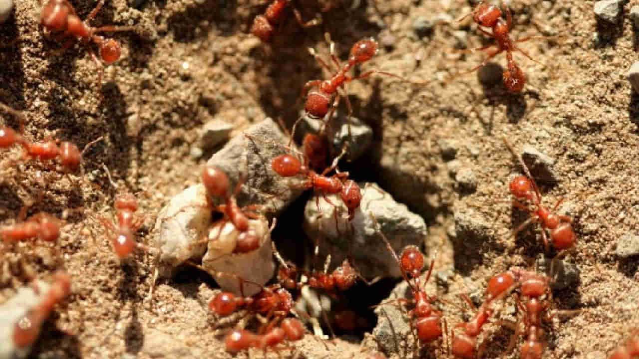 Red Ants: చీమలు బాబోయ్‌ చీమలు.. రాకాసి ఎర్ర చీమల బెడదతో ఊరు ఖాళీ.. ఎక్కడో తెలుసా?
