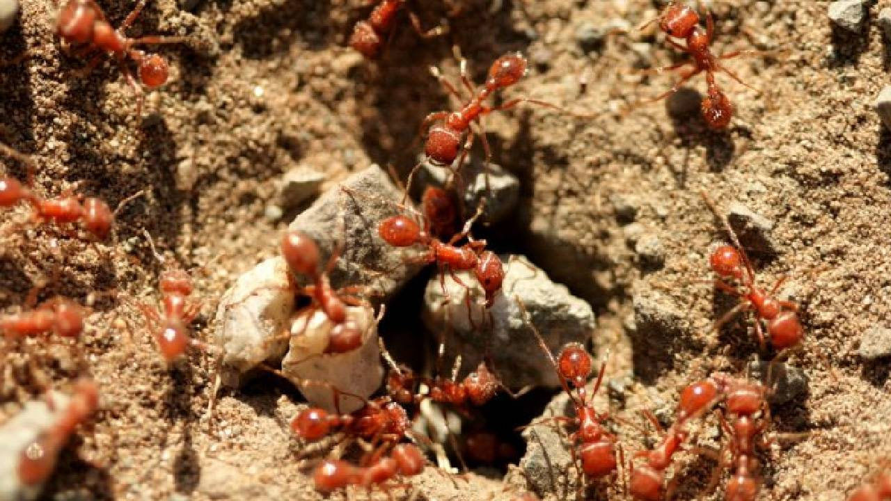 Red Ants: చీమలు బాబోయ్‌ చీమలు.. రాకాసి ఎర్ర చీమల బెడదతో ఊరు ఖాళీ.. ఎక్కడో తెలుసా?