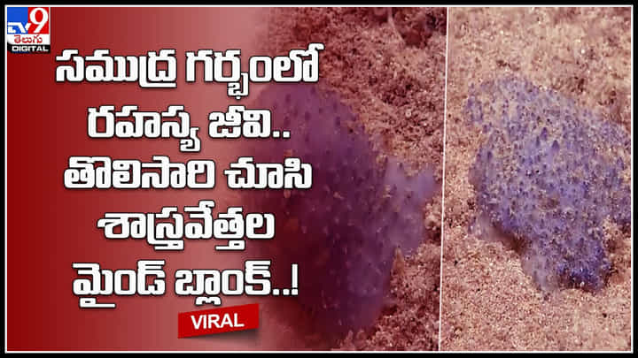Mysterious Sea: సముద్ర గర్భంలో రహస్య జీవి.. తొలిసారి చూసి శాస్త్రవేత్తల మైండ్ బ్లాంక్.. వైరల్ అవుతున్న వీడియో. Mysterious Sea: సముద్ర గర్భంలో రహస్య జీవి.. తొలిసారి చూసి శాస్త్రవేత్తల మైండ్ బ్లాంక్.. వైరల్ అవుతున్న వీడియో.