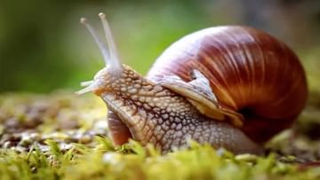 Snails: నత్తలు ఎందుకు మెల్లగా నడుస్తాయో తెలుసా.. ఈ ఇంట్రెస్టింగ్ ఫ్యాక్ట్స్ మీకోసం..