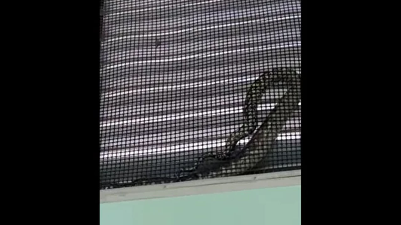Viral Video: స్కూల్‌కొచ్చిన అనుకోని అతిధి.. దెబ్బకు విద్యార్దులు పరుగో పరుగు.. చూస్తే గుండె గుభేల్!