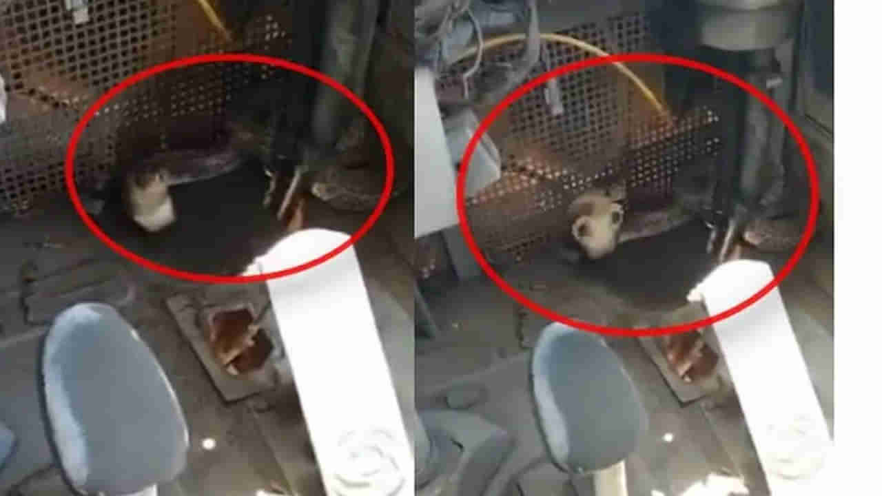 Viral: బ్రేక్ వేయబోతుండగా బస్సు డ్రైవర్‌కు ఊహించని షాక్.. కనిపించిన నాగుపాము.. చివరికి ఏం చేశాడంటే!