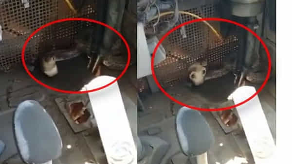 Viral: బ్రేక్ వేయబోతుండగా బస్సు డ్రైవర్కు ఊహించని షాక్.. కనిపించిన నాగుపాము.. చివరికి ఏం చేశాడంటే!