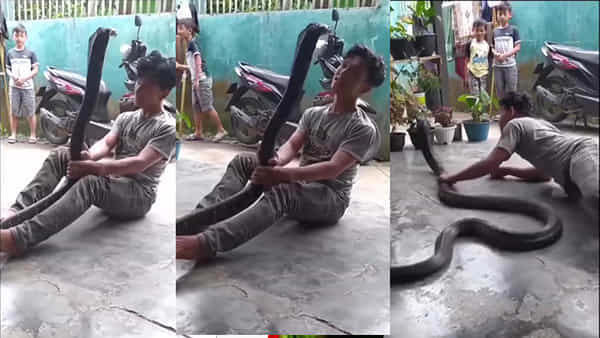 King Cobra: కంటి చూపులతో పామును కంట్రోల్ చేస్తున్న యువకుడు.. కనికట్టు విద్యంటే ఇదేనేమో..