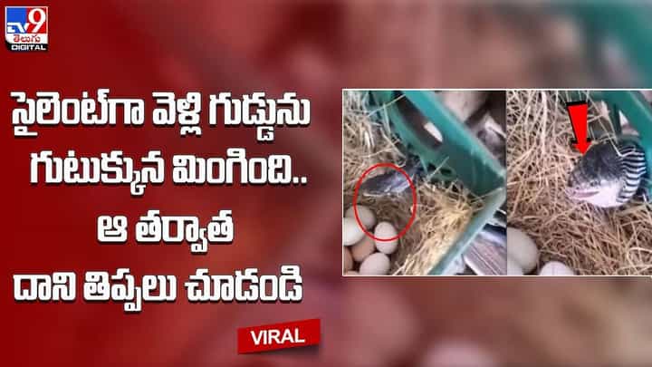 సైలెంట్గా వెళ్లి గుడ్డును గుటుక్కున మింగింది.. ఆ తర్వాత దాని తిప్పలు చూడండి సైలెంట్గా వెళ్లి గుడ్డును గుటుక్కున మింగింది.. ఆ తర్వాత దాని తిప్పలు చూడండి