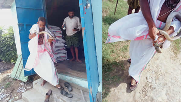 Andhra Pradesh: కృష్ణా జిల్లాలో విషాదం.. పామును పట్టుకునేందుకు వెళ్లి.. అదే పాము కాటుకు బలి