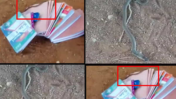 Viral Video: స్కూల్కి వెళ్లిన అనంతరం పుస్తకాల కోసం బ్యాగ్ ఓపెన్ చేసిన స్టూడెంట్.. ఒక్కసారిగా బుసలు కొడుతూ