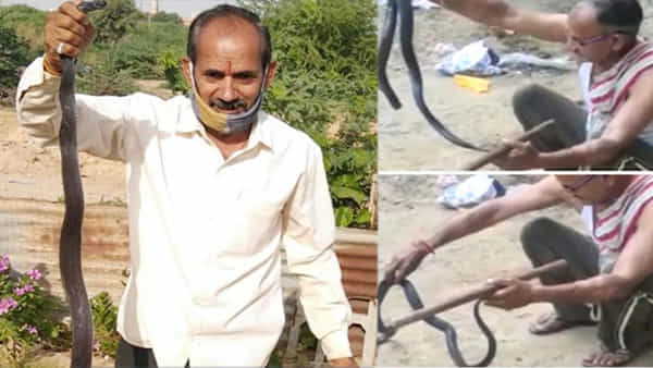 Viral: అన్ని రోజులూ మనవి కావు.. ప్రాణం పోసిన పాములే ఊపిరి తీశాయి.. విషనాగు కాటుకు కుప్పకూలిన స్నేక్మ్యాన్
