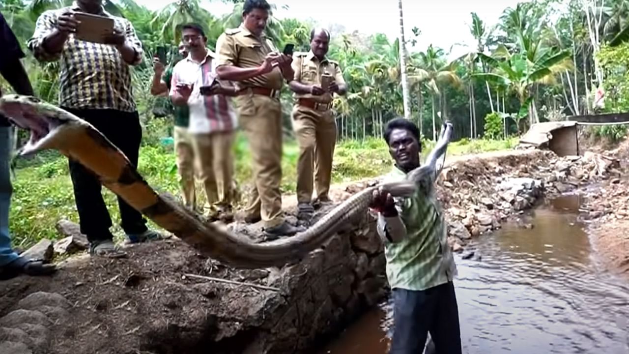 Viral Video: వామ్మో! ఏంది సామీ నీ ధైర్యం.. 12 అడుగుల కింగ్ కోబ్రాను భలేగా పట్టుకున్నాడుగా..