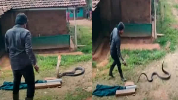Viral Video: వామ్మో! నువ్వు దేవుడివి సామీ.. బుసులు కొడుతున్న కింగ్ కోబ్రాను కూల్గా బుజ్జగించేశావ్..