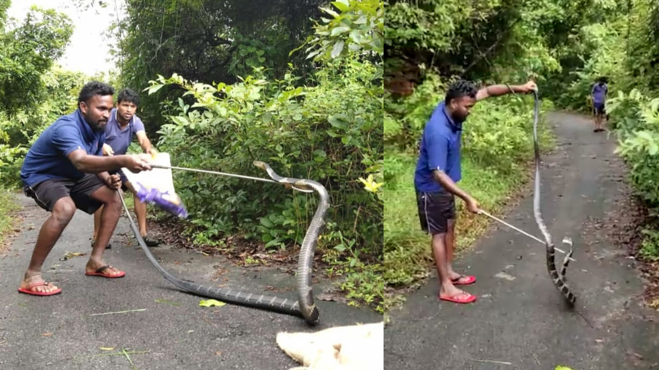 Viral Video: పది అడుగుల తాచు పాము బుసలు కొడితే ఎలా ఉంటుందో తెలుసా.. నెట్టింట వైరల్ అవుతోన్న వీడియో..