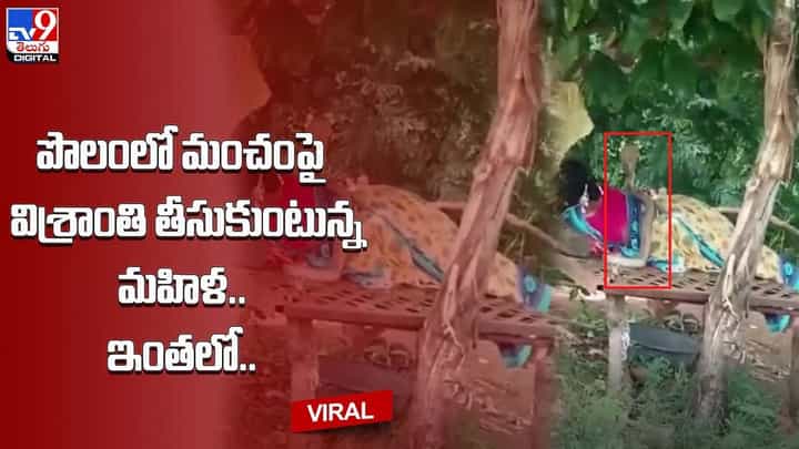 పొలంలో మంచంపై విశ్రాంతి తీసుకుంటున్న మహిళ.. ఇంతలో.. పొలంలో మంచంపై విశ్రాంతి తీసుకుంటున్న మహిళ.. ఇంతలో..