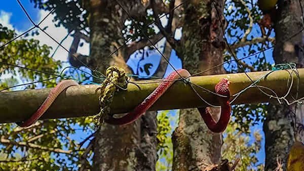 Viral News: పోలీసులకే రక్షణగా ఉంటున్న పాములు..స్టేషన్ చుట్టూ 24/7 కాపలా.. ఎక్కడంటే..