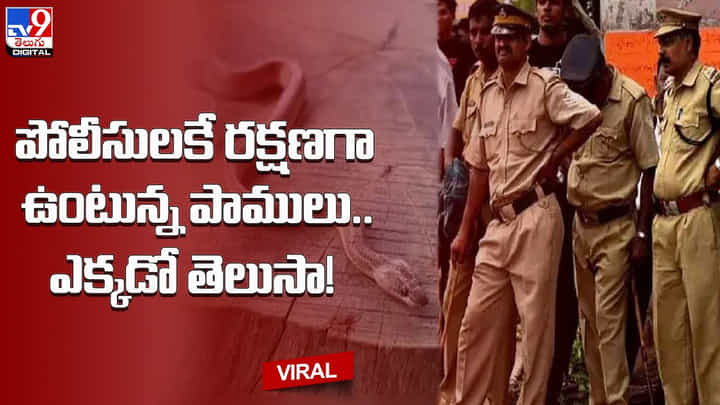 పోలీసులకే రక్షణగా ఉంటున్న పాములు.. ఎక్కడో తెలుసా ?? పోలీసులకే రక్షణగా ఉంటున్న పాములు.. ఎక్కడో తెలుసా ??