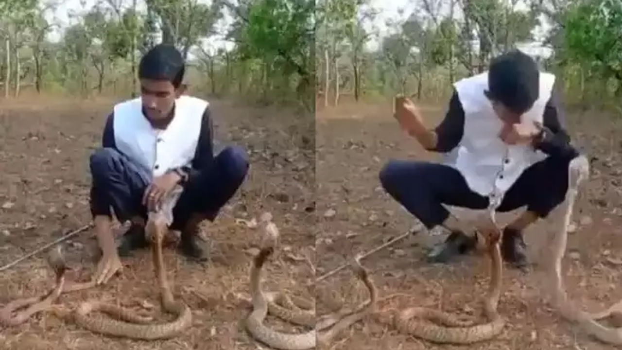 Viral Video: కోరి కొరివితో తల గోక్కున్నట్టు.. పడగవిప్పిన 3 నాగులతో పరాచకాలు.. ఇచ్చిపడేశాయ్‌గా