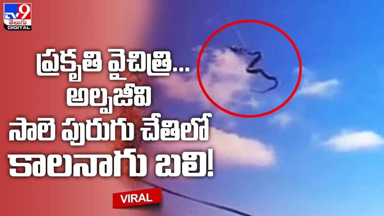 Viral:ప్రకృతి వైచిత్రి !! అల్పజీవి సాలె పురుగు చేతిలో కాలనాగు బలి !!