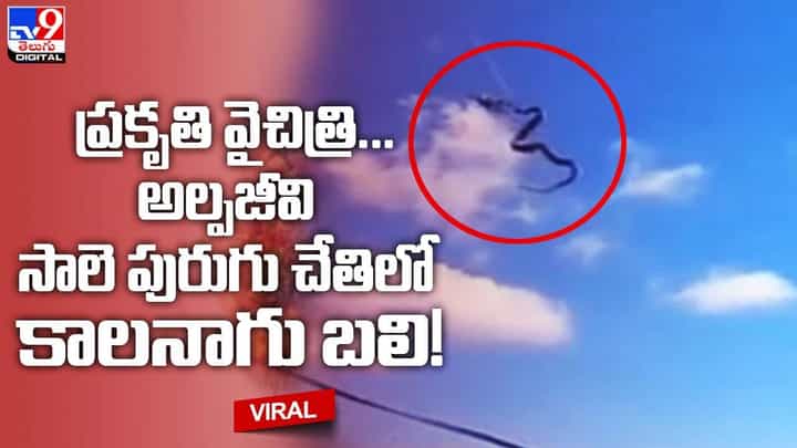 Viral:ప్రకృతి వైచిత్రి !! అల్పజీవి సాలె పురుగు చేతిలో కాలనాగు బలి !! Viral:ప్రకృతి వైచిత్రి !! అల్పజీవి సాలె పురుగు చేతిలో కాలనాగు బలి !!