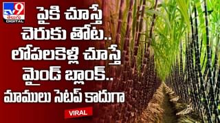 Viral Video: వామ్మో! గ్లాస్‌లో వాటర్‌ను గుటుక్కున తాగేసిన పైథాన్.. వీడియో చూస్తే షాకే!