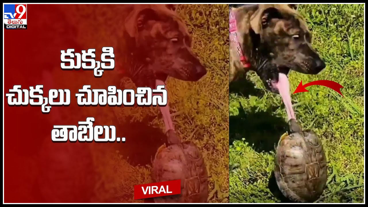 Turtle - Dog: కుక్కకి చుక్కలు చూపించిన తాబేలు.. ఎవరినీ తక్కువ అంచనా వేయొద్దంటున్న నెటిజనం..