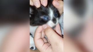 Viral Video: తనను తాను చిరుత పులిలా ఊహించుకున్న ‘పిల్లి’.. కట్ చేస్తే పిచ్చుక ఎంట్రీ.. అంతా ‘ఫసక్’..