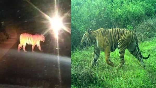 Tiger Tension: ఉమ్మడి ఆదిలాబాద్ జిల్లాలో పులుల కలకలం.. పక్క రాష్ట్రం నుంచి వలస వచ్చి నలు దిక్కులు నావేనంటూ సంచారం..