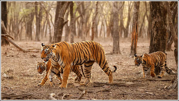 Tigers: అడవుల్లో పులులను ఎలా లెక్కిస్తారు..? టైగర్ గోళ్లకు డీఎన్ఏ పరీక్ష.. ఎన్నో ఆసక్తికర విషయాలు