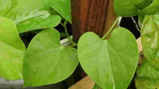 Jasprit Bumrah: బుమ్రాలా మీరు కూడా వెన్నునొప్పితో బాధపడుతున్నారా.. ఇలా చేస్తే. ఈజీగా బయటపడొచ్చు..