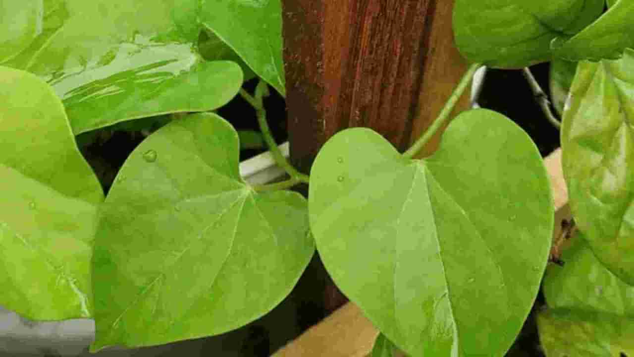 Uric Acid: కీళ్ల నొప్పులు పెరుగుతున్నాయా?.. ఈ ఆయుర్వేద మూలికను తీసుకోండి.. నొప్పి వేగంగా తగ్గుతుంది..