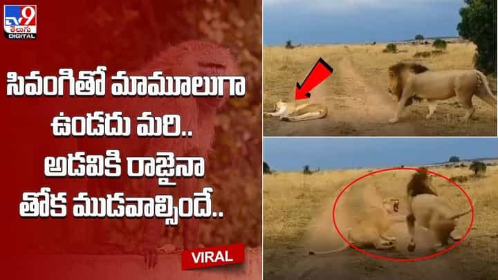 సివంగితో మామూలుగా ఉండదు మరి.. అడవికి రాజైనా తోక ముడవాల్సిందే.. సివంగితో మామూలుగా ఉండదు మరి.. అడవికి రాజైనా తోక ముడవాల్సిందే..