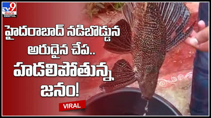 Variety Devil Fish: హైదరాబాద్ నడిబొడ్డున అరుదైన చేప.. హడలిపోతున్న జనం.! వర్షానికి ఆకాశం నుండి పడింది అని.. Variety Devil Fish: హైదరాబాద్ నడిబొడ్డున అరుదైన చేప.. హడలిపోతున్న జనం.! వర్షానికి ఆకాశం నుండి పడింది అని..
